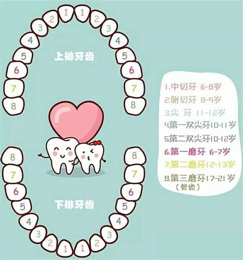 人有多少牙齒|牙齒小知識：我們有幾多顆牙齒？